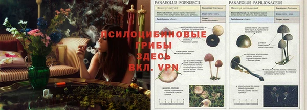 PSILOCYBIN Заволжск